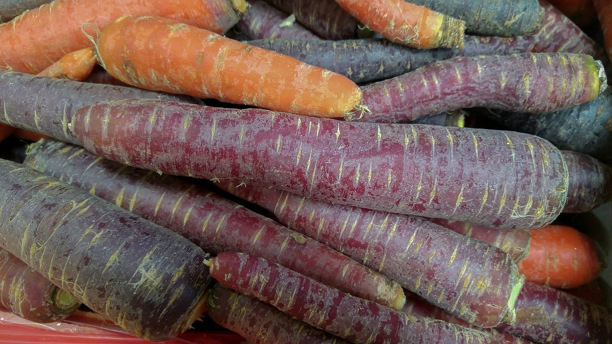 Cosmic Purple carrot seeds from SeedsNow showing vibrant purple carrots, approximately 7 inches long on a gardening background.