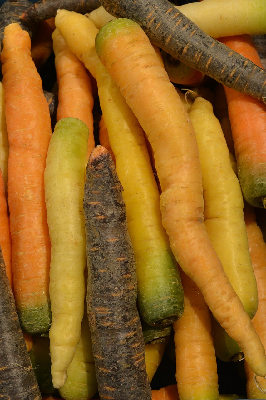 Colorful Heritage Rainbow Blend carrot seeds from SeedsNow, showcasing vibrant orange, purple, and yellow carrots on a garden background.