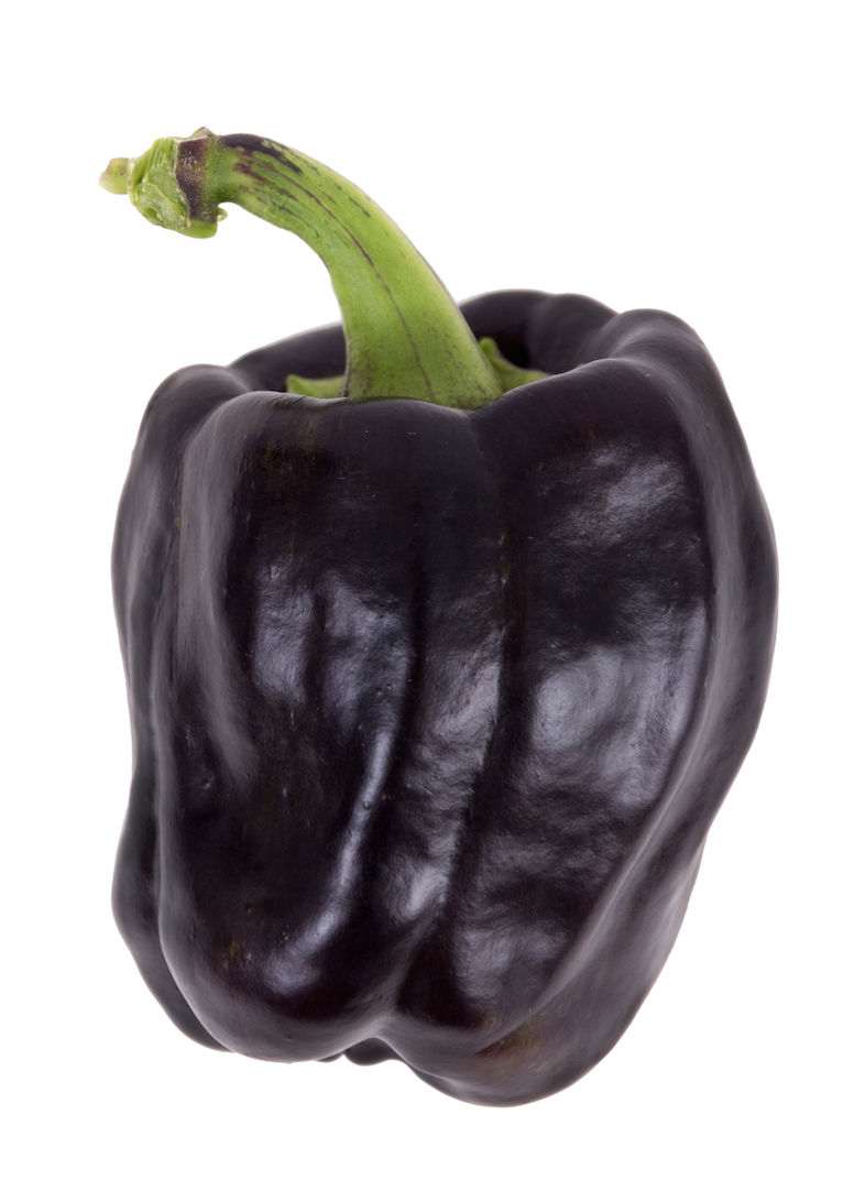 Sweet chocolate bell pepper seed from SeedsNow, showing vibrant, ripe chocolate-colored bell pepper on the plant.
