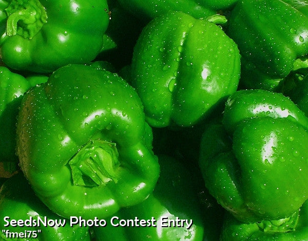 Fresh green Yolo Wonder sweet bell peppers with glossy skin and water droplets