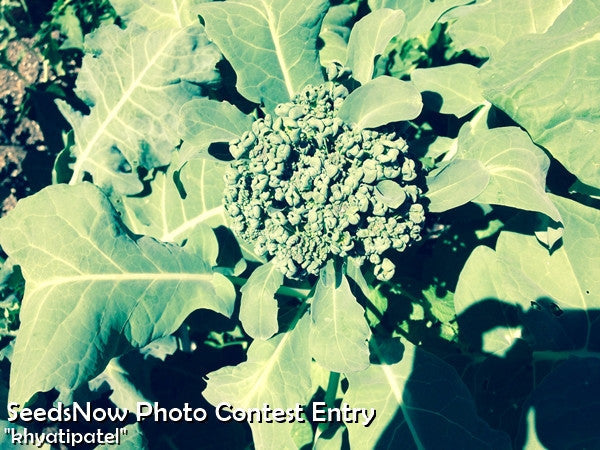 Broccoli Di Cicco with tightly packed blue-green flower heads and broad green leaves growing in sunlight