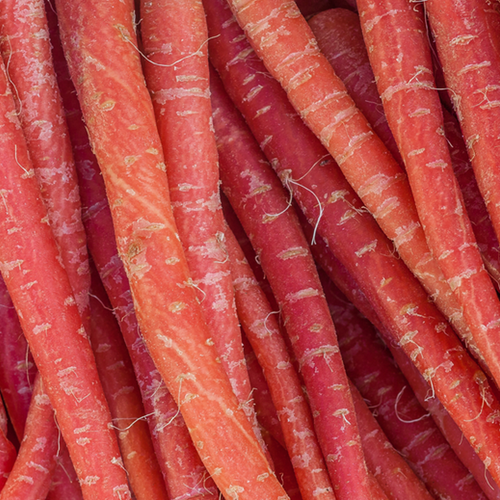 Shop for Atomic Red Carrot seeds to buy online in the USA. Bright red, tender flesh. Open-pollinated OP, USA-quality, Heirloom, NON-GMO organic garden seeds & more!