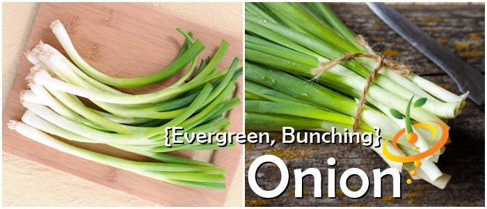 Evergreen bunching onions with white shanks and green tops displayed on wooden surfaces