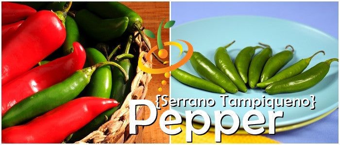 Close-up of Serrano Tampiqueño peppers in red and green on a plate and in a basket
