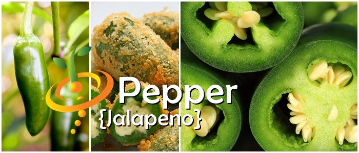 Jalapeño pepper close-up, fried jalapeño slices, and sliced fresh jalapeños showing seeds