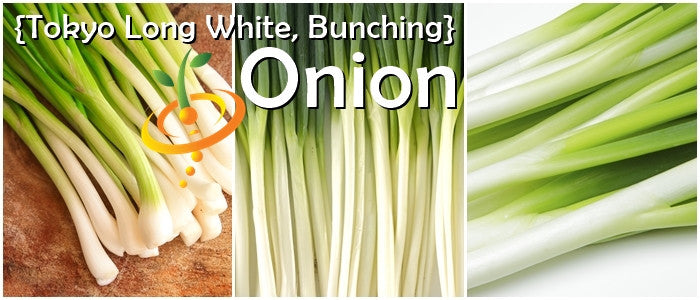 Tokyo Long White bunching onions or scallions fresh green stalks close-up