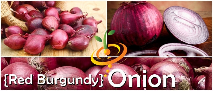 Red Burgundy onions whole and sliced showing their mild sweet flavor and deep red color