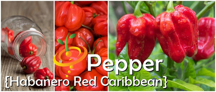 Red Caribbean Habanero hot peppers with glossy, wrinkled skin and lush green foliage