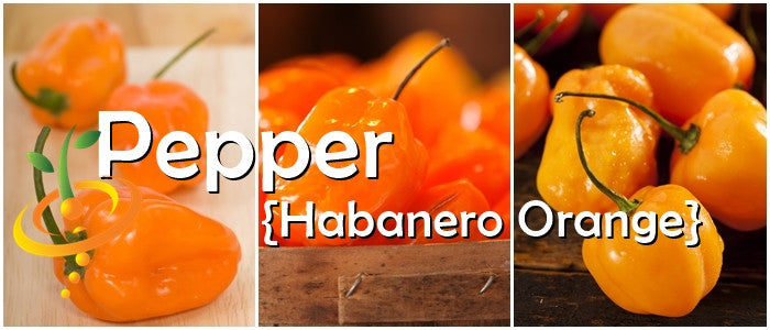 Orange habanero hot peppers close-up with vibrant color on wooden background