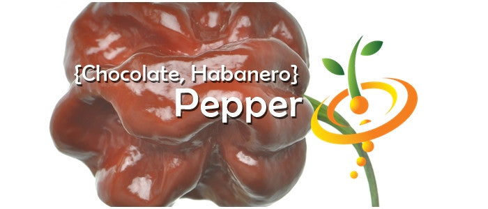Chocolate Habanero Pepper close-up with glossy brown skin and text overlay