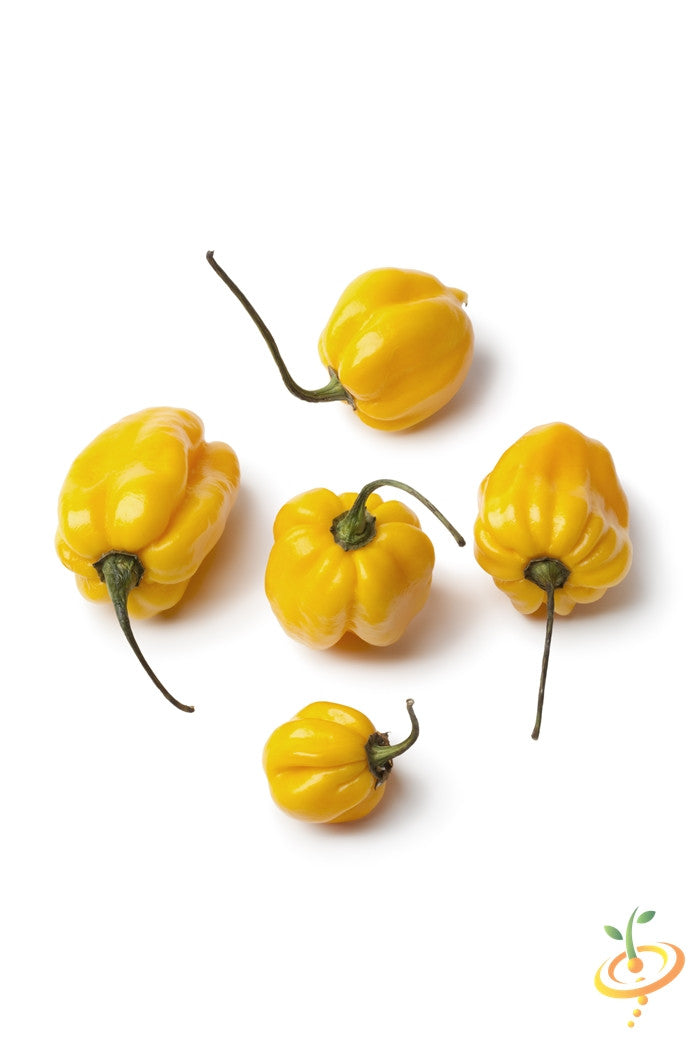 Yellow Scotch Bonnet hot pepper seeds from SeedsNow, showing vibrant yellow peppers and their seeds on a natural background.