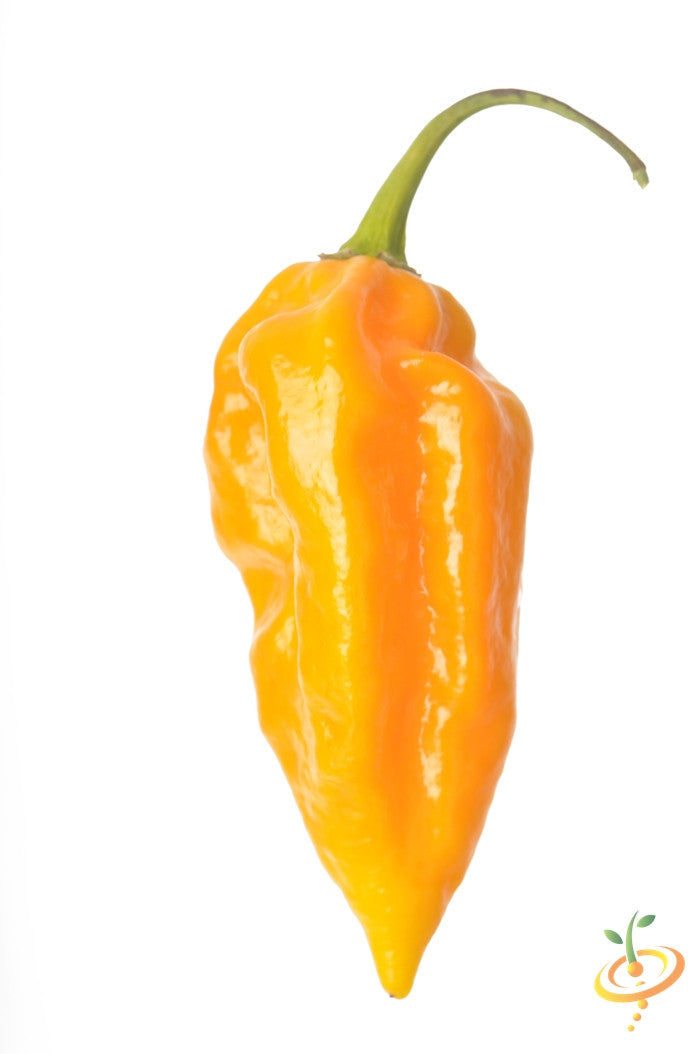 Yellow Devil's Tongue hot pepper seeds from SeedsNow, featuring vibrant yellow peppers with fiery heat and distinctive elongated shape.