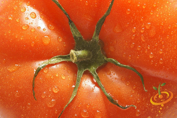Mortgage Lifter Tomato Seeds (100% Heirloom/Non-Hybrid/Non-GMO)