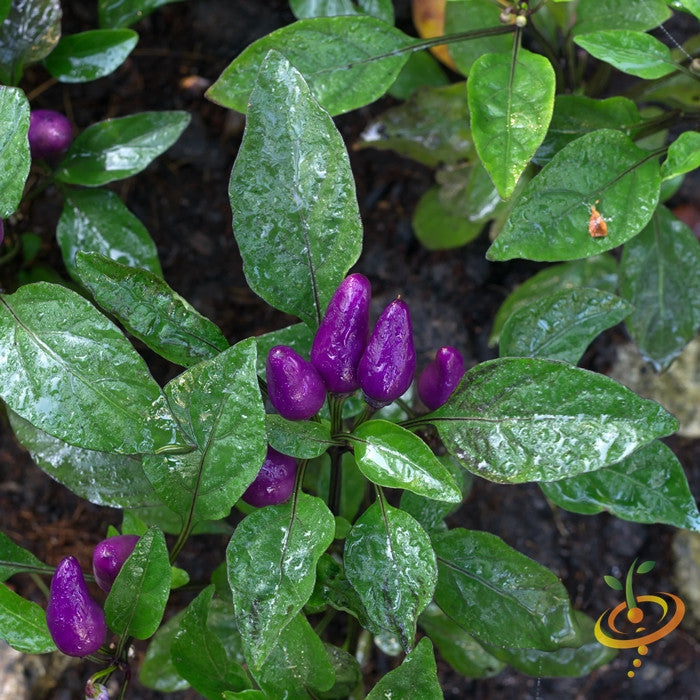 Purple Tiger hot pepper seeds from SeedsNow, showing vibrant purple peppers with glossy skin and fiery appearance.