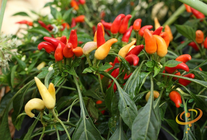 Bright Twilight NuMex hot pepper seeds from SeedsNow, showcasing vibrant peppers and lush green foliage.