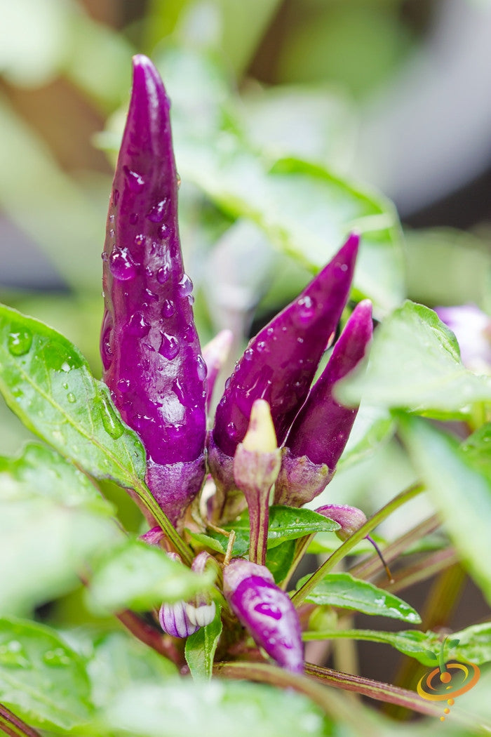 Purple cayenne hot pepper seeds from SeedsNow, showing vibrant purple pepper seeds on a white background.