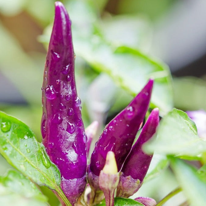 Purple cayenne hot pepper seeds from SeedsNow, shown in a close-up image of vibrant purple cayenne peppers.
