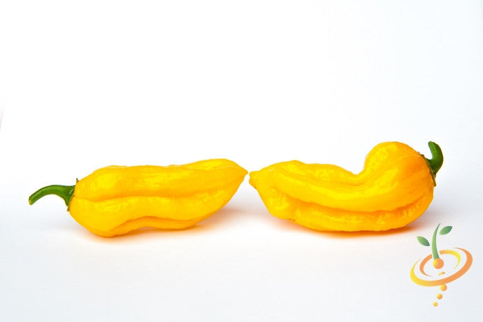 Yellow Devil's Tongue hot pepper seeds from SeedsNow, featuring vibrant yellow peppers with fiery hot flavor.