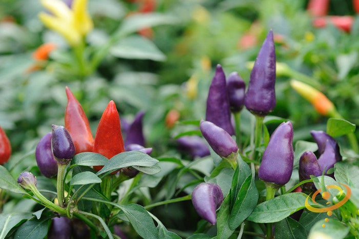 Hot Firecracker pepper seeds by SeedsNow, featuring vibrant red hot chili peppers with fiery appearance and glossy skin.