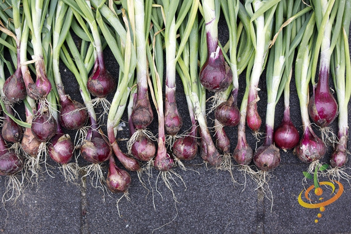 Red Globe onion seeds from Southport variety by SeedsNow, showing vibrant red onion bulbs and seed packets.
