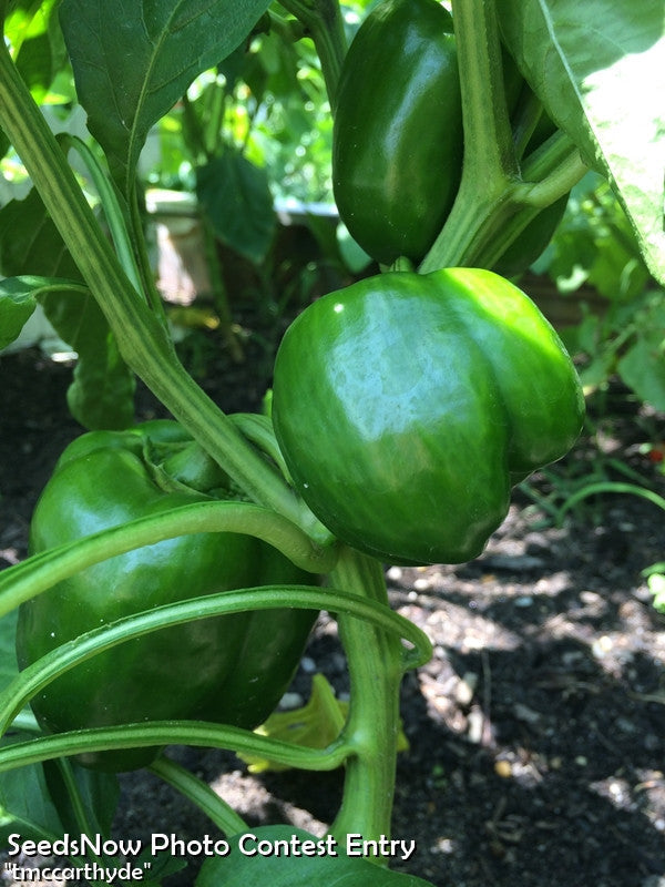 Green Yolo Wonder sweet peppers growing on plant with glossy thick skin in garden soil