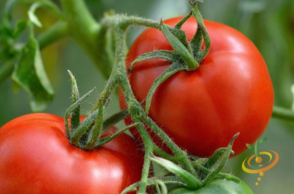 Tomato Companion Planting Guide