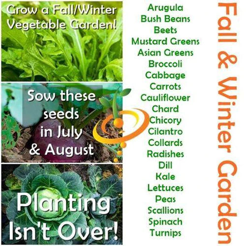 Start these NOW for a fall garden!