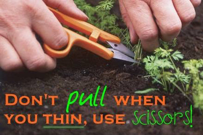 Thinning your Seedlings