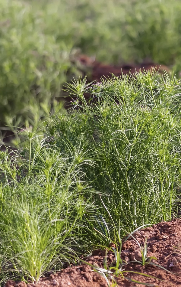 All Cumin Herb Seeds