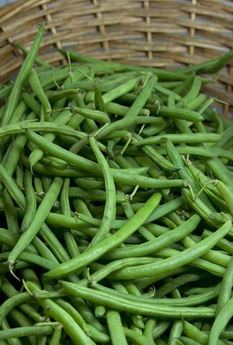High quality bean seeds for organic vegetable gardening variety banner