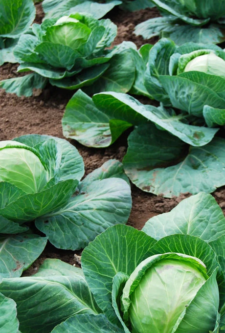 Buy Cabbage Seeds | Shop High-Quality Organic NON-GMO Heirloom Seeds