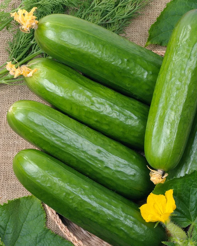 Buy Cucumber Seeds | Shop High-Quality Organic NON-GMO Heirloom Seeds | SeedsNow.com