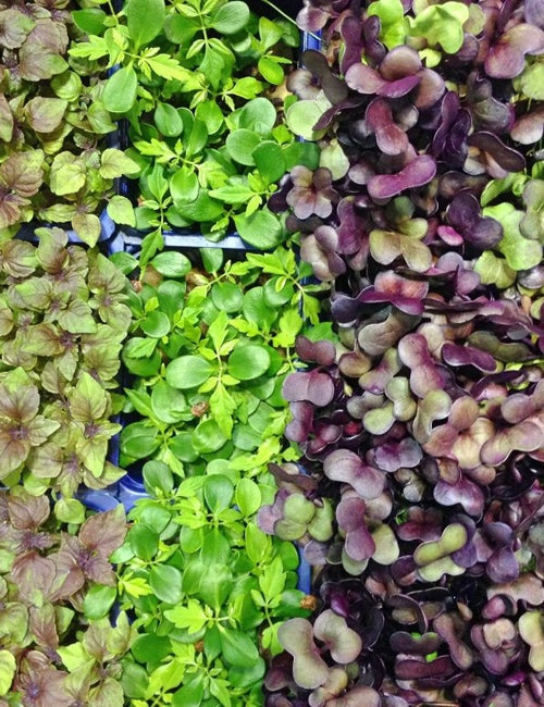 Seed Personality: Popular Sprouts & Micro-green Varieties