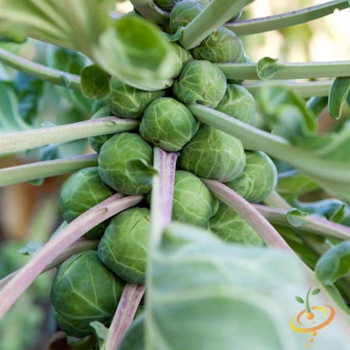 Brussels Sprouts - Long Island Catskill - SeedsNow.com