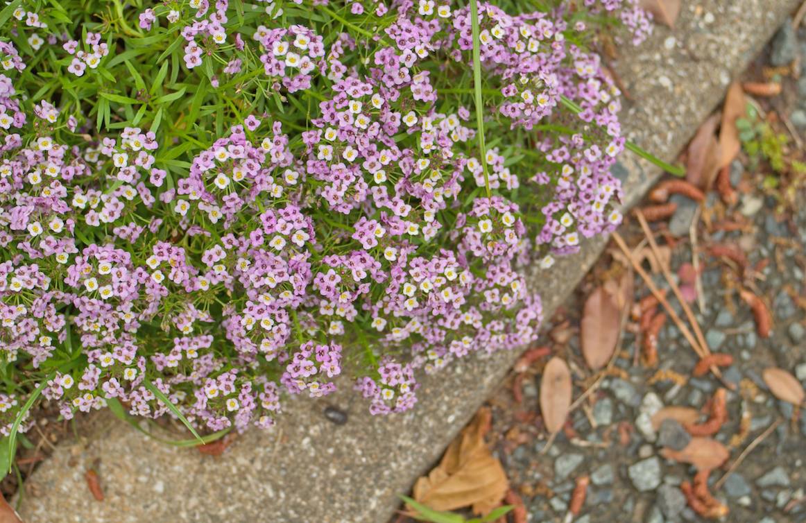 Flowers - Alyssum, Royal Carpet