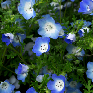 Baby Blue Eyes Flowers