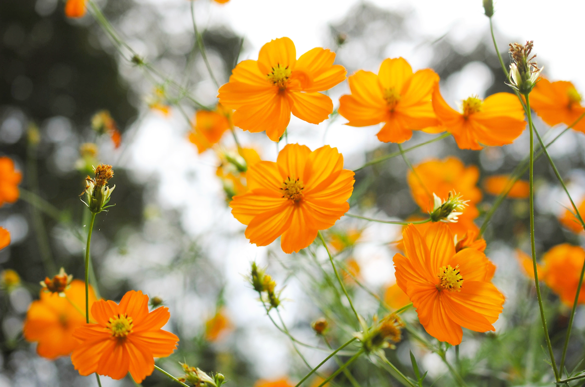 Cosmos, Orange Sulphur Flowers