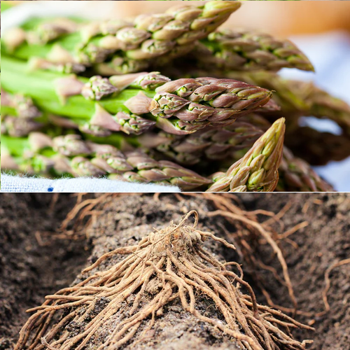 Asparagus (Crowns/Roots) - Jersey Knight (Organic)