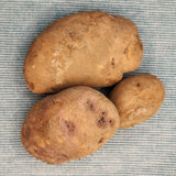Potato (Early-Season) - Caribe (Organic rounds) *pre-order*