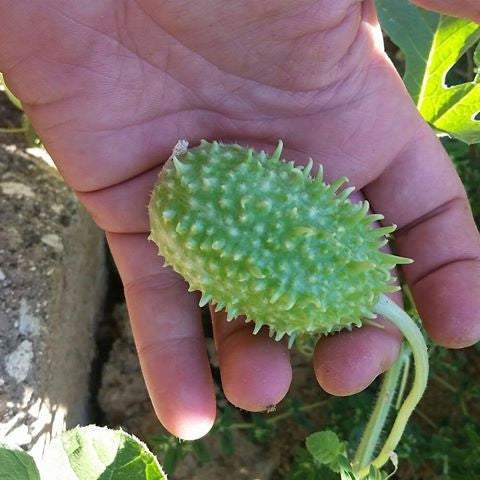 Cucumber - Cucamelon, West Indian Burr Gherkin - SeedsNow.com