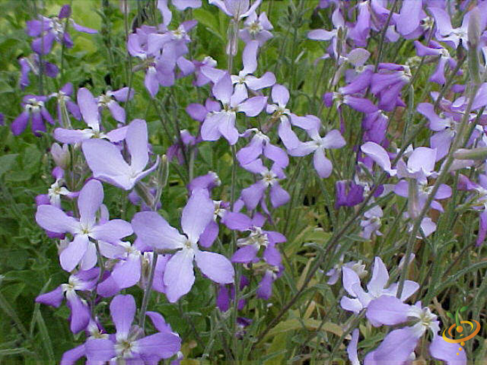 Wildflowers - Fragrant Flower Scatter Garden Seed Mix - SeedsNow.com