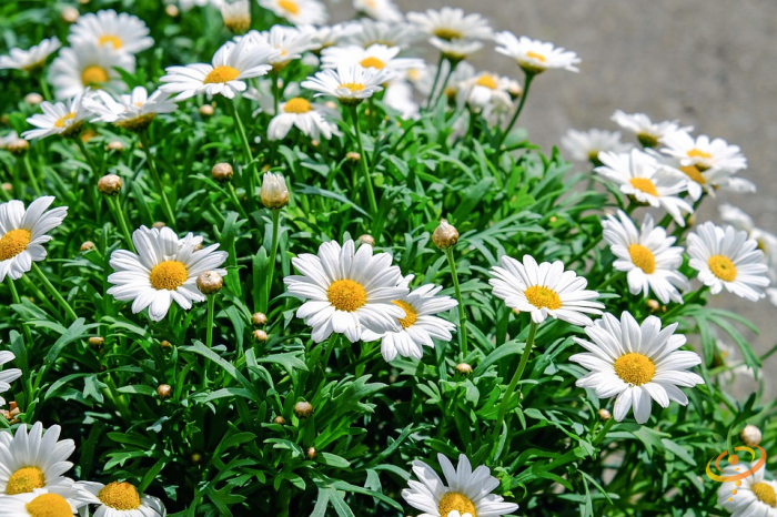 Wildflowers - Exotic Mountain Scatter Garden Seed Mix - SeedsNow.com