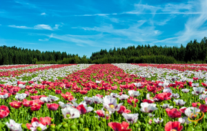 Wildflowers - Poppy Scatter Garden Seed Mix - SeedsNow.com