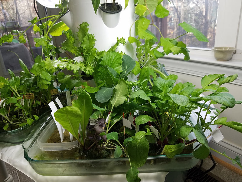 All-in-One Hydroponic Greens Variety Pack