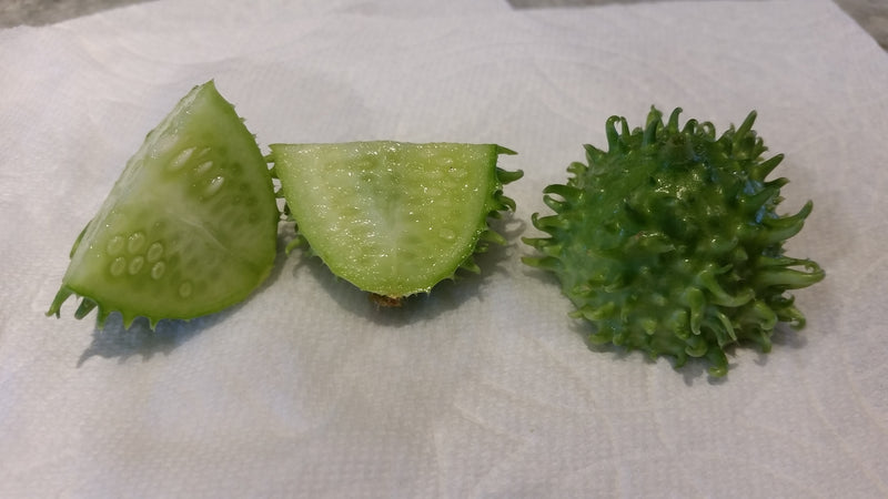Cucumber - Cucamelon, West Indian Burr Gherkin - SeedsNow.com