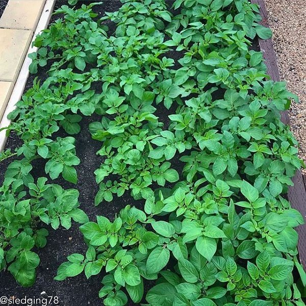 Potato (Early-Season) - King Edward (Organic/Heirloom)