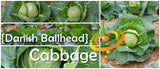 Cabbage - Danish Ballhead.