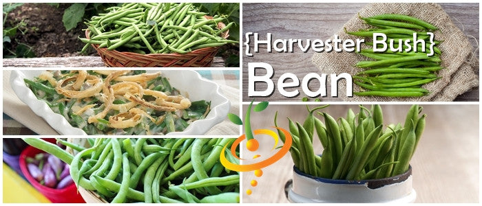 Bean (Bush) - Harvester.