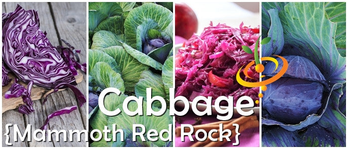 Cabbage - Mammoth Red Rock.