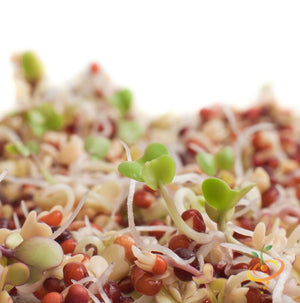 Sprouts/Microgreens - Broccoli.